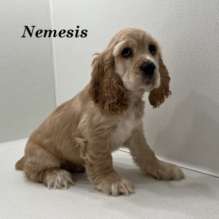 puppy, for, sale, Cocker Spaniel, Joe & Cherri  Overlease, dog, breeder, Miller, MO, dog-breeder, puppy-for-sale, forsale, nearby, find, puppyfind, locator, puppylocator, aca